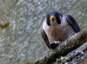 New home for falcons living on Marlow church spire